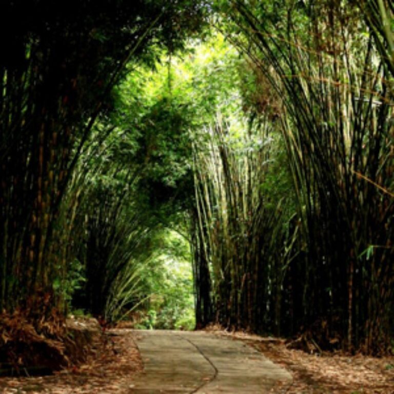 Gunung Selong 3
