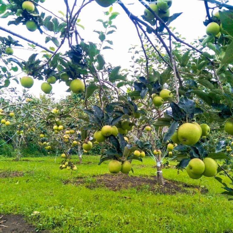 Wisata Sembalun 1